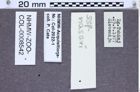 Etiketten zu Athous naseri (NHMW-ZOO-COL-0008542)